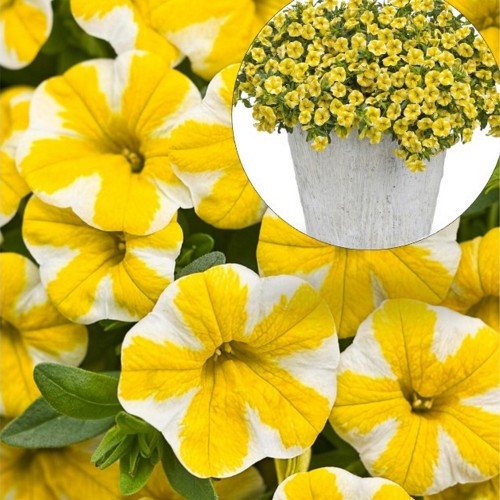 Calibrachoa SUPERBELLS 'Lemon Slice' - Puispetuunia SUPERBELLS 'Lemon Slice' ampel 